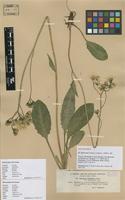 Lectotype of Hieracium integratum Dahlst. ex. Stenstr. var. obversum Johanss. [family ASTERACEAE]