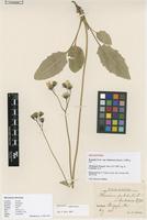 Lectotype of Hieracium patale Norrl. var. limbosum Johanss. [family ASTERACEAE]