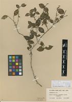 Isotype of Memecylon melindense A.Fern. & R.Fern. [family MELASTOMATACEAE]