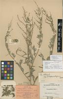 Lectotype of Chenopodium album L. subsp. novopokrovskyanum Aellen [family CHENOPODIACEAE]
