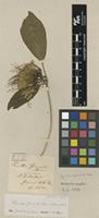 Type of Pavetta gerrardii Harv. [family RUBIACEAE]