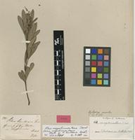 Lectotype of Rhus burkeana Sond. [family ANACARDIACEAE]