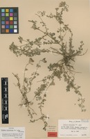 Isotype of Verbena tenuisecta Briq. var. alba Moldenke [family VERBENACEAE]