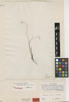 Holotype of Scirpus chinensis Osbeck [family CYPERACEAE]
