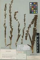 Holotype of Disa aconitoides Sond. [family ORCHIDACEAE]