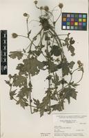 Isotype of Geum aleppicum Jacq. var. cuneatum B.Boivin [family ROSACEAE]