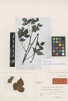 Type of Rubus spectabilis x subarcticus [family ROSACEAE]