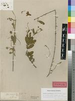 Type of Cadaba natalensis Sond. [family CAPPARIDACEAE]
