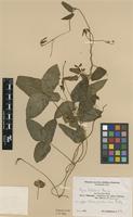 Isotype of Vigna schliebenii Harms [family FABACEAE]