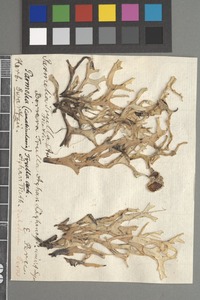 Type of Everniopsis trulla Ach. [family PARMELIACEAE]