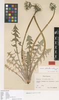Isotype of Taraxacum pilosella Lundev. & H.Øllg. [family ASTERACEAE]