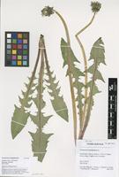 Filed as Taraxacum semiglobosum H.Lindb. [family ASTERACEAE]