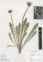 Filed as Taraxacum obliquilobum Dahlst. [family ASTERACEAE]