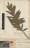 Type? of Pteris tabularis Thunb. [family BLECHNACEAE]