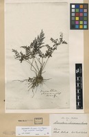 Type of Trichomanes chinense L. [family DENNSTAEDTIACEAE]