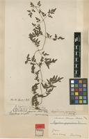Type? of Ophioglossum japonicum Thunb. [family SCHIZAEACEAE]