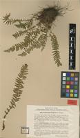 Type? of Dryopteris fragrans (L.) Schott var. remotiuscula Kom. [family DRYOPTERIDACEAE]