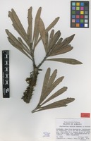 Type of Phyllanthus eximius G.L.Webster & Proctor [family PHYLLANTHACEAE]
