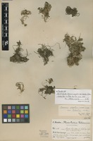 Paratype of Senecio vegetus (Wedd.) Cabrera var. lobatus Cabrera [family ASTERACEAE]
