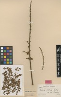 Isolectotype of Talisia bullata Radlk. [family SAPINDACEAE]