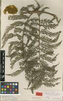 Type of Alsophila christii Sodiro [family LOPHOSORIACEAE]