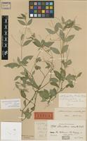 Holotype of Alternanthera micrantha R.E.Fr. [family AMARANTHACEAE]