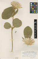 Type of Gomphrena pulcherrima Chodat & Hassl. [family AMARANTHACEAE]