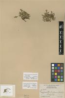Isotype of Gossypianthus brittonii Standl. [family AMARANTHACEAE]