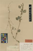 Type of Amaranthus affinis Thell. [family AMARANTHACEAE]