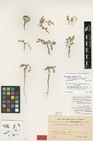 Lectotype of Guilleminea gracilis R.E.Fr. [family AMARANTHACEAE]