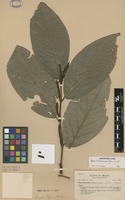 Type? of Piper vicosanum Yunck. [family PIPERACEAE]