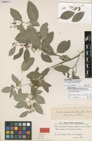 Isotype of Hippocratea grisebachii Loes. var. parvifolia Chodat & Hassl. [family CELASTRACEAE]