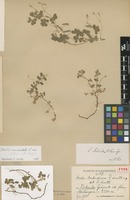 Type of Oxalis norlindiana R.Knuth [family OXALIDACEAE]