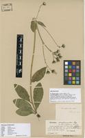 Lectotype of Hieracium diaphanoides Lindeb. var. atricapillum Lönnr. ex Dahlst. [family ASTERACEAE]