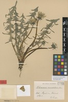 Syntype of Taraxacum macrolobum Dahlst. [family ASTERACEAE]