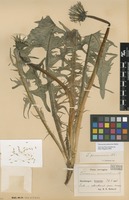 Syntype of Taraxacum pannucium Dahlst. [family ASTERACEAE]