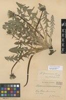 Syntype of Taraxacum pannucium Dahlst. [family ASTERACEAE]