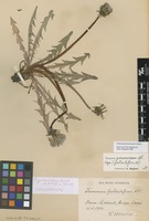 Isolectotype of Taraxacum protractifrons Dahlst. ex M.P.Christ. & Wiinst. [family ASTERACEAE]