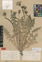 Isolectotype of Taraxacum latisectum H.Lindb. [family ASTERACEAE]