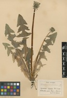 Syntype of Taraxacum ancistrolobum Dahlst. [family ASTERACEAE]