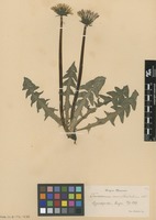 Syntype of Taraxacum ancistrolobum Dahlst. [family ASTERACEAE]