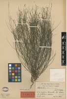Type of Schwenckia filiformis Ekman [family SOLANACEAE]