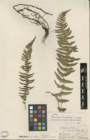 Type of Blechnum australe L. f. mucronato-dentata Rosenst. [family BLECHNACEAE]