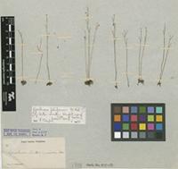 Type of Genlisea luteo-viridis C.Wright [family LENTIBULARIACEAE]