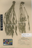 Isotype of Pfaffia gleasonii Suess. [family AMARANTHACEAE]