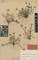 Lectotype of Taraxacum rubicundum Dahlst. [family ASTERACEAE]