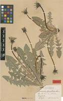 Isolectotype of Taraxacum piceatum Dahlst. [family ASTERACEAE]