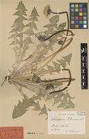 Lectotype of Taraxacum ekmanii Dahlst. [family ASTERACEAE]