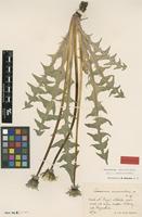 Isolectotype of Taraxacum acuminatum Markl. [family ASTERACEAE]