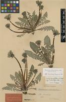 Lectotype of Taraxacum adiantifrons Ekman [family ASTERACEAE]